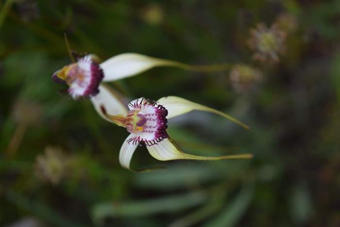 Caladenia - Orchid-spider-0045.JPG